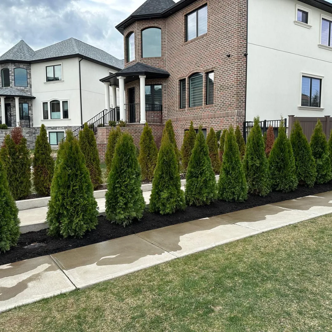 Newly planted evergreen shrubs line a modern house.