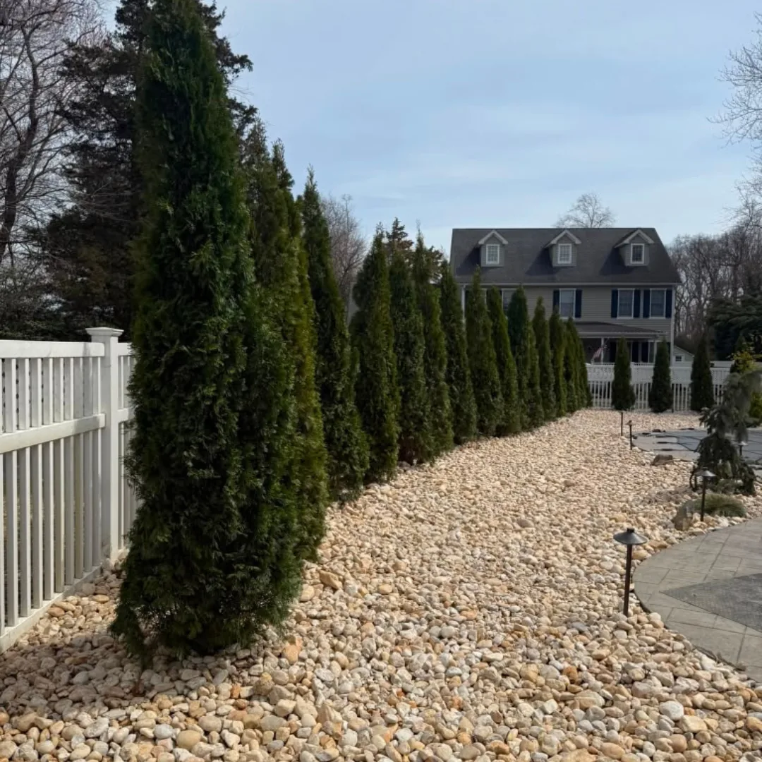 Tall evergreen trees line a gravel path and white fence.